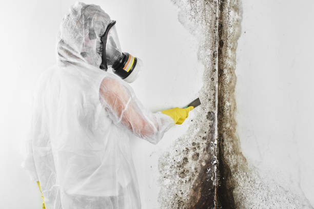 Best Certified Mold Removal  in Roy, UT