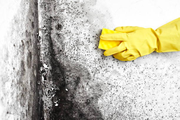 Best Mold Cleaning Services  in Roy, UT