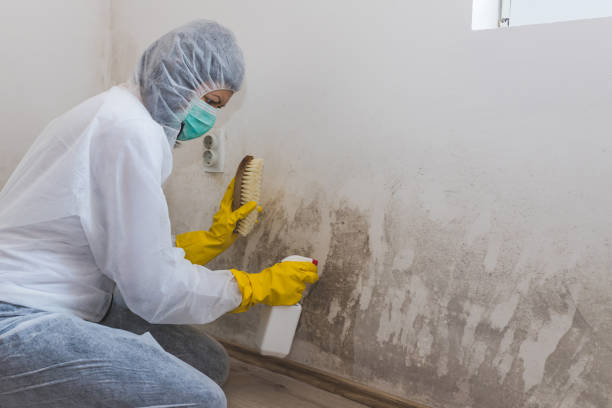 Professional Mold Removal in Roy, UT