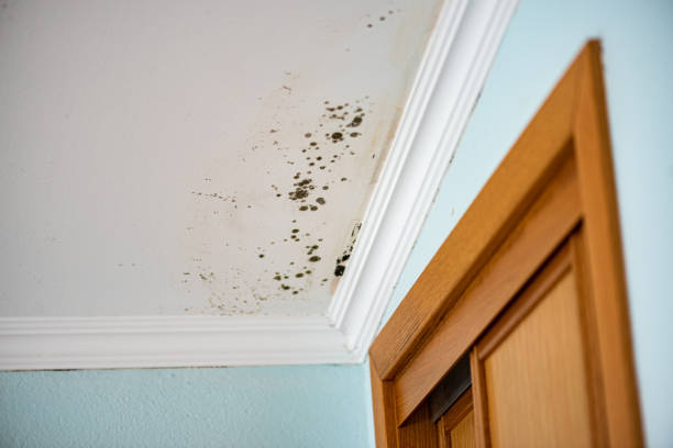 Home Mold Removal in Roy, UT