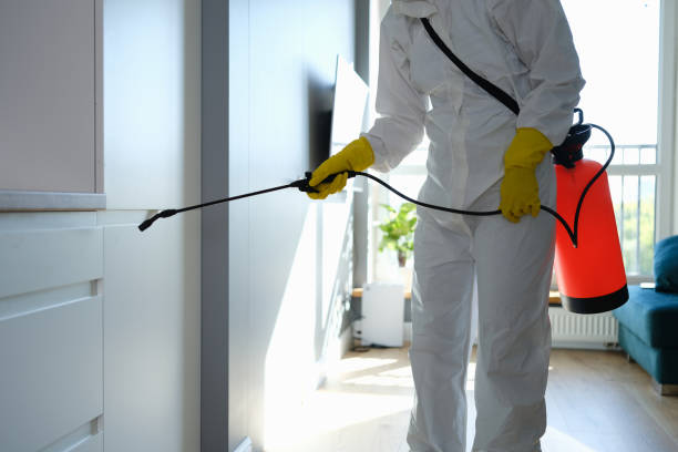 Best Emergency Mold Removal  in Roy, UT