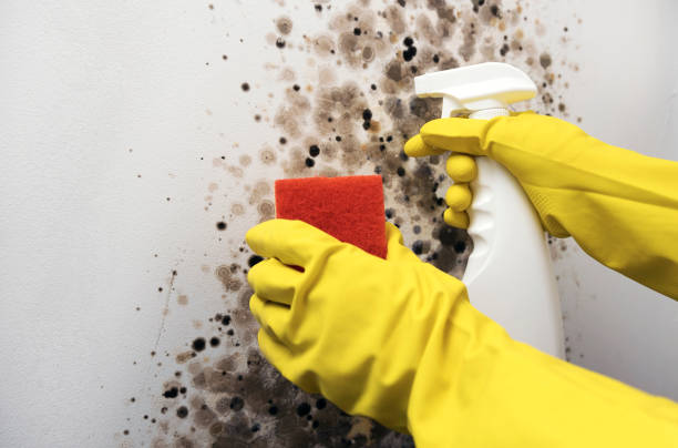 Best Mold Testing  in Roy, UT