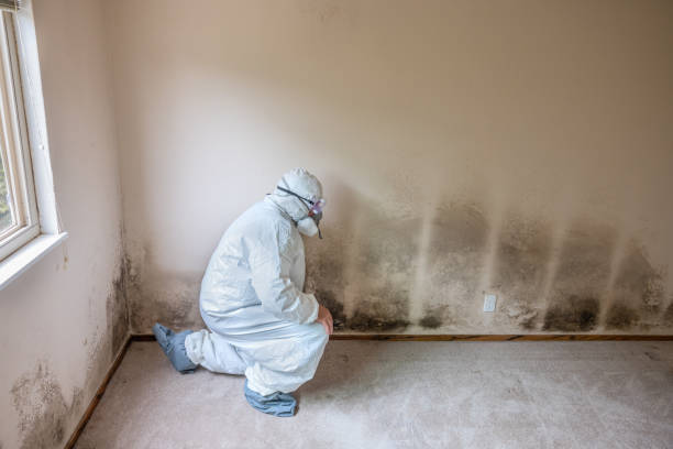 Best Mold Damage Repair  in Roy, UT
