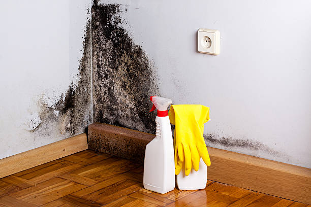 Best Mold Remediation  in Roy, UT