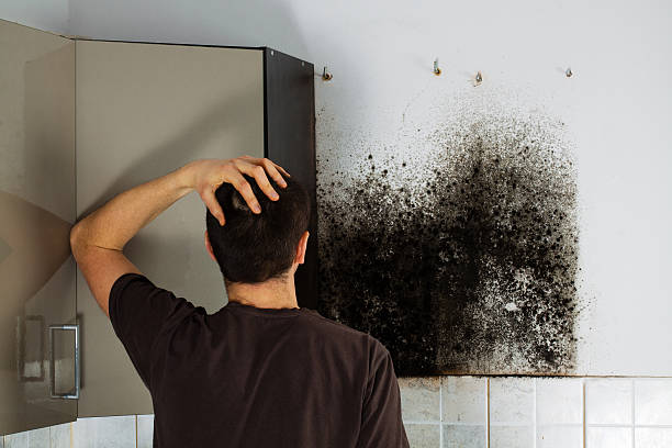 Best Office Mold Removal Services  in Roy, UT