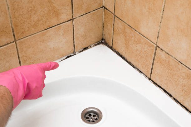Best Office Mold Removal Services  in Roy, UT